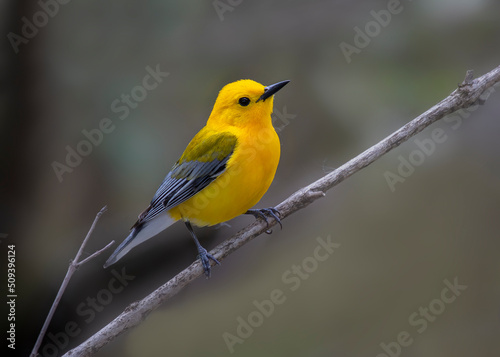yellow warbler on branch © Hal Moran