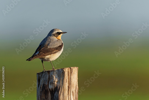 The northern wheatear or wheatear (Oenanthe oenanthe)  sitting on a pole in the meadow in the Netherlands          © henk bogaard