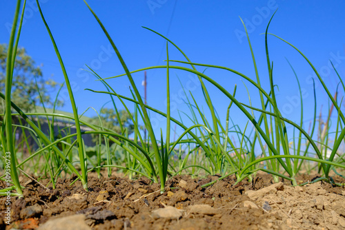 Veggie garden spring onions on a sunny day