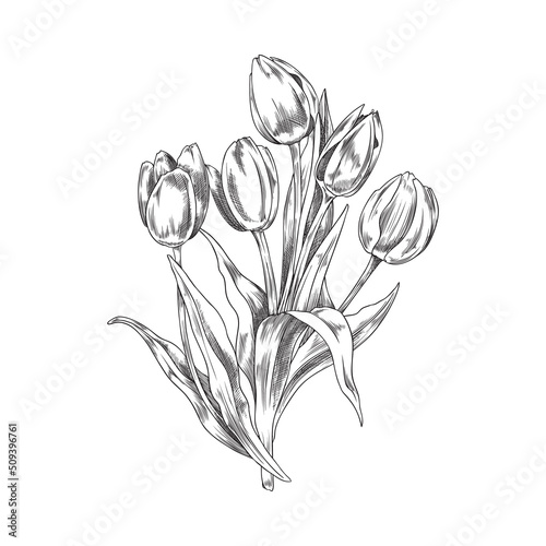 Hand drawn monochrome bouquet of tulips sketch style