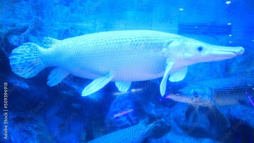 fish on blue background