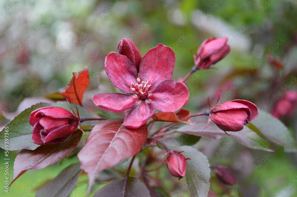 Obraz premium Closeup of red blossoms of an apple tree