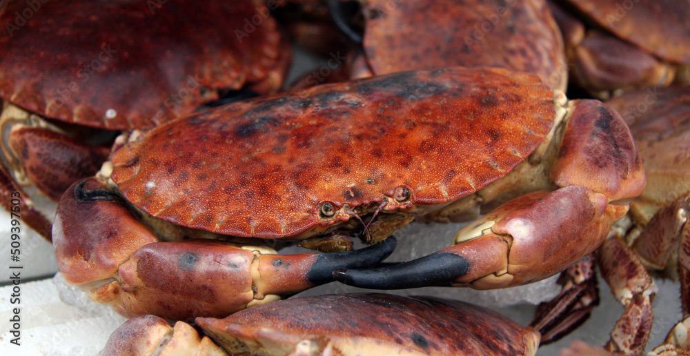 Fresh crabs for sale at a fish market. Fresh crabs for sale at a fish market.