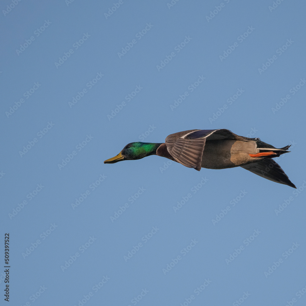 Obraz premium mallard duck in flight