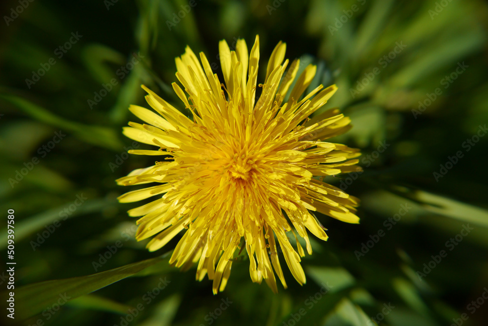 Yellow dandelion flower closeup in green grass Yellow dandelion flower closeup in green grass