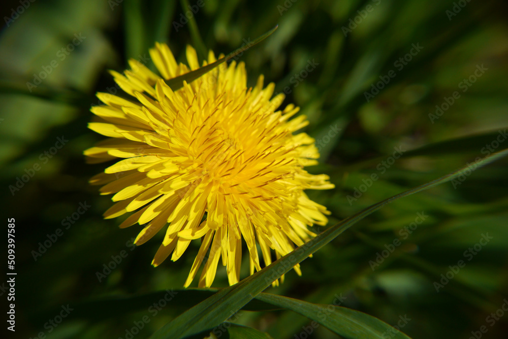 Yellow dandelion flower closeup in green grass