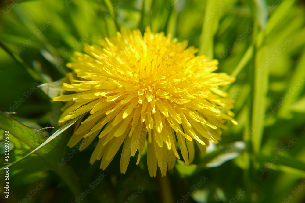 Yellow dandelion flower closeup in green grass Yellow dandelion flower closeup in green grass