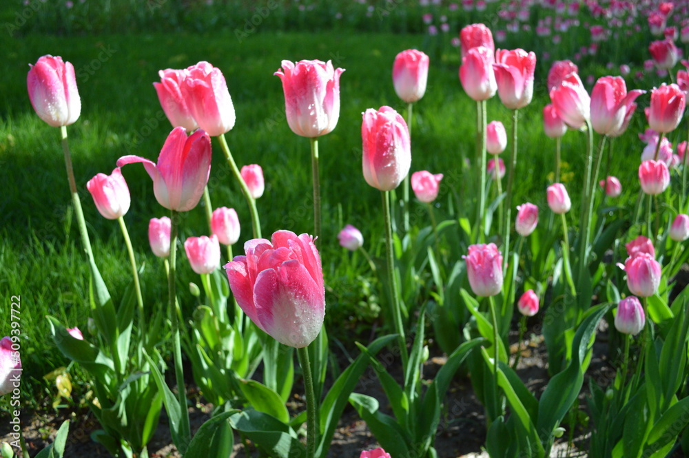 Pink and white tulips  with green grass