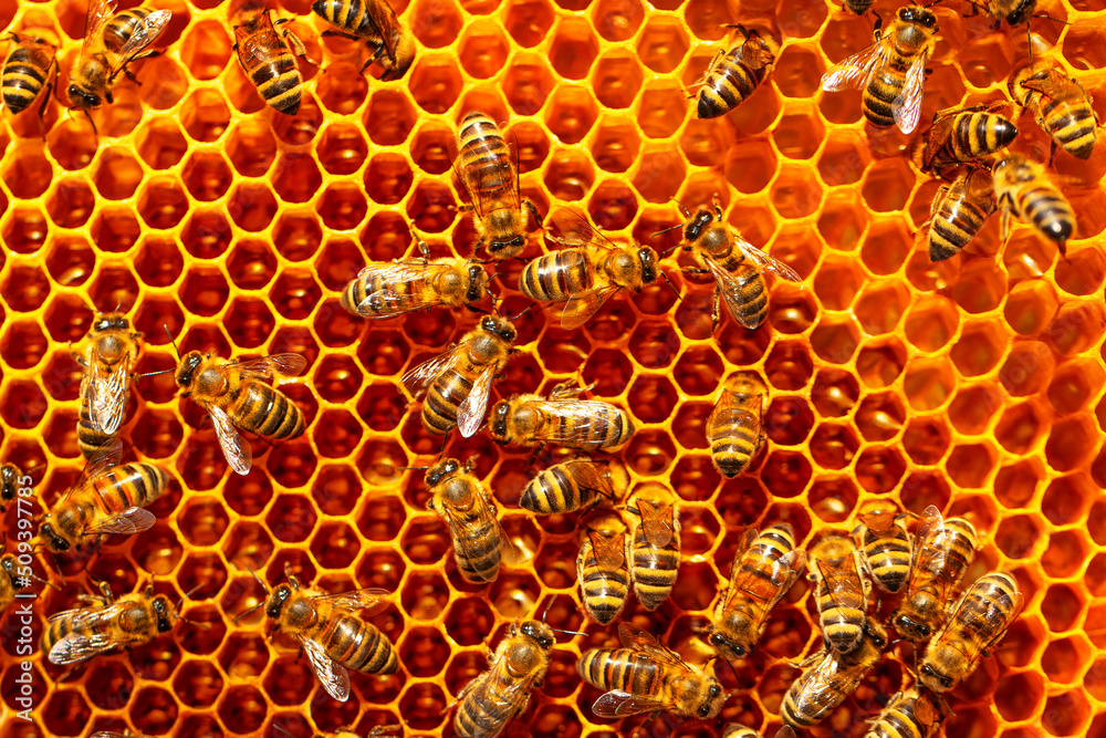 Honey frame, with sealed and sealed honey. Texture Honey frame, with sealed and sealed honey. Texture