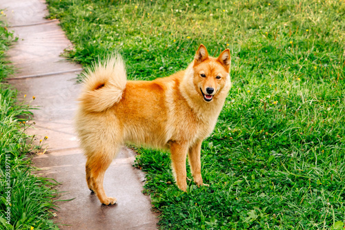 Pet. Red-haired dog. Finnish Spitz. Background green glade and grass. Hunting, service Karelo-Finnish nimble dog. Karelian Bear Dog.