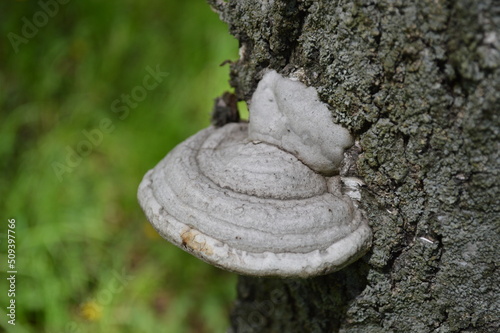A polypore mushroom on the tree trunk