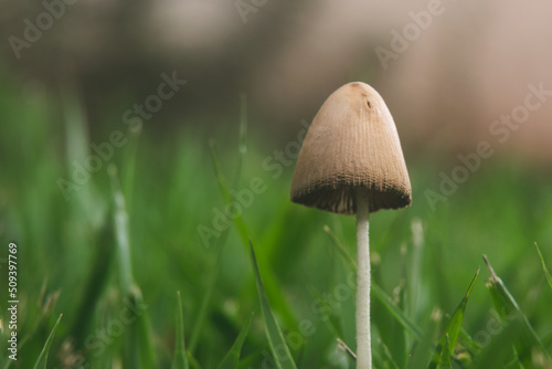 Cogumelo no gramado verde