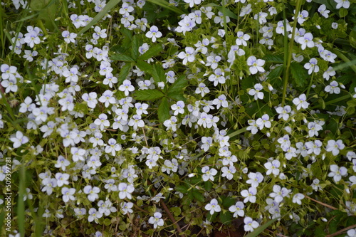 Speedwell filiform light blue flowers