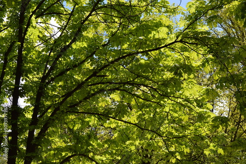 Green bowed brunches of a tree