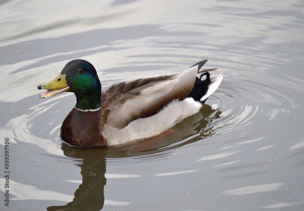 Closeup of a male duck in the lake Closeup of a male duck in the lake