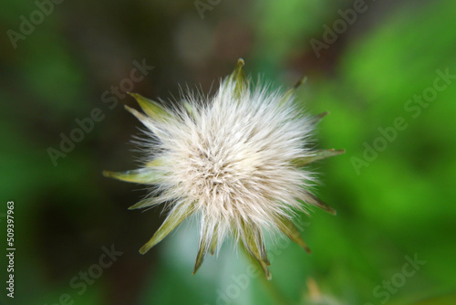 Closeup of a white dandelion