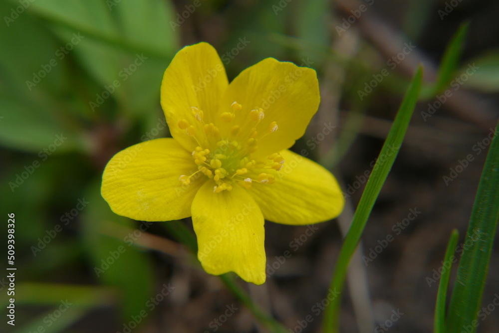 Closeup of a yellow anemone flower Closeup of a yellow anemone flower