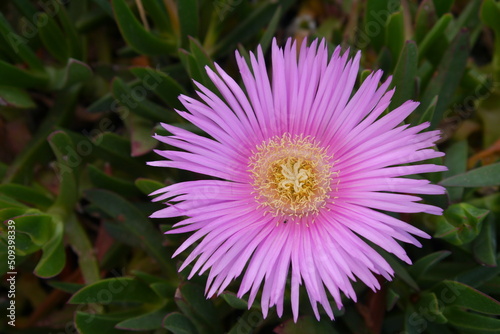 Closeup of a pink carpobrotus flower photo