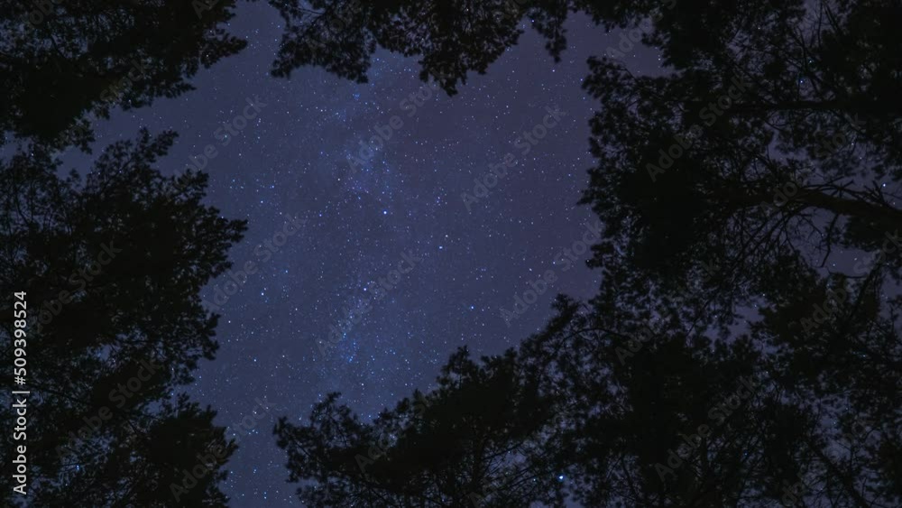 Timelapse of night in the forest. Starry sky is visible between trees. Accelerated movement Timelapse of night in the forest. Starry sky is visible between trees. Accelerated movement