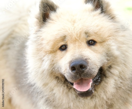 Pretty  cute  an fluffy cream-colored Eurasian dog head
