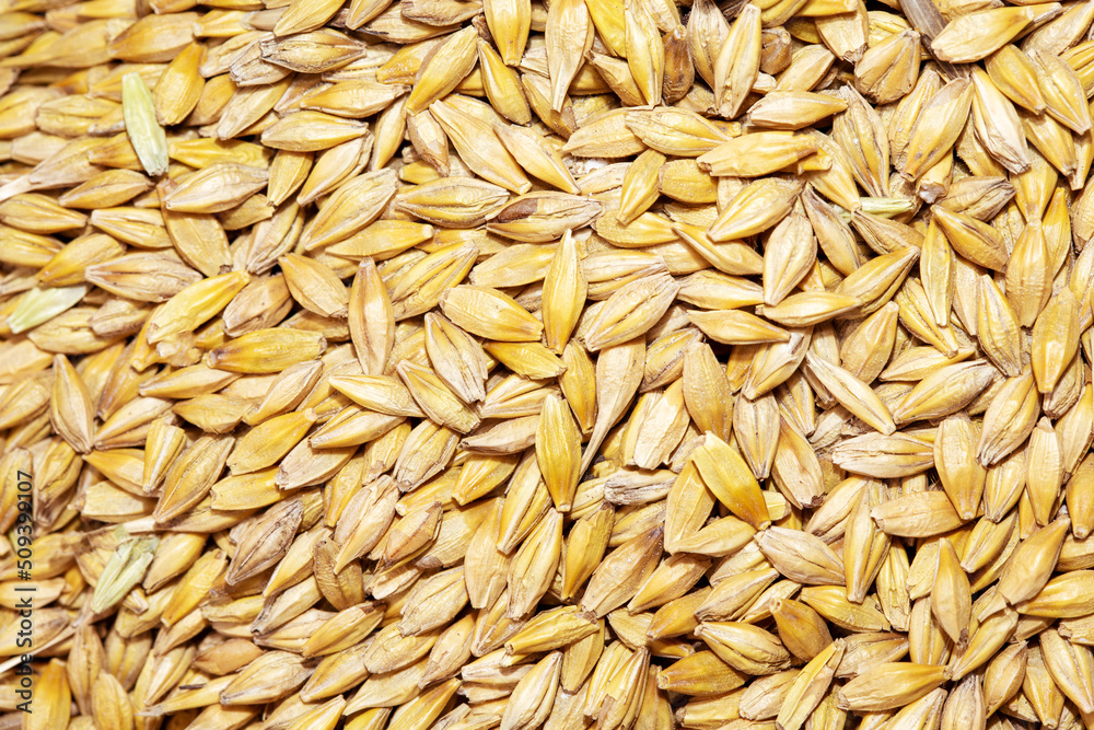 Top wiew of wheat grain as background texture. Concept grain harvest, supply wheat.