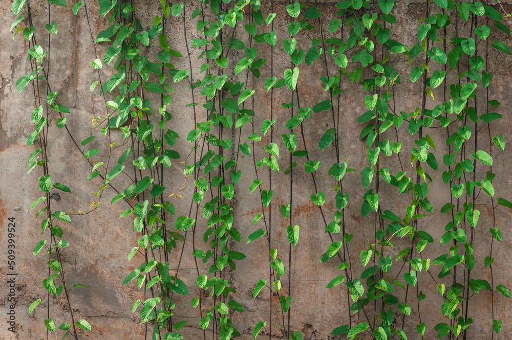 ivy plant on wall background ivy plant on wall background