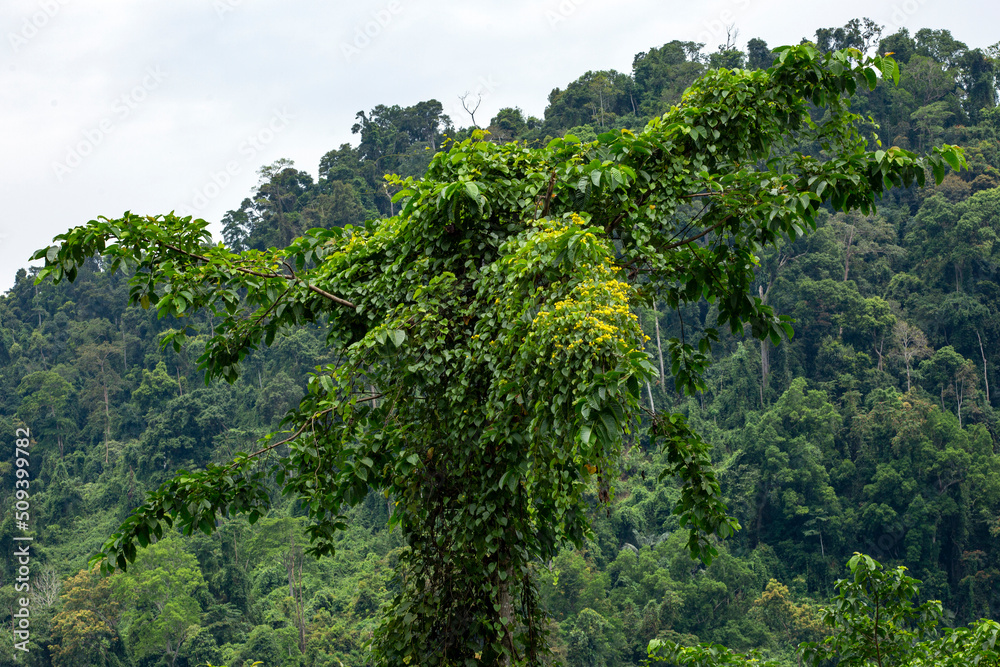 The jungle at Dong Giang district, Quang Nam province, Vietnam