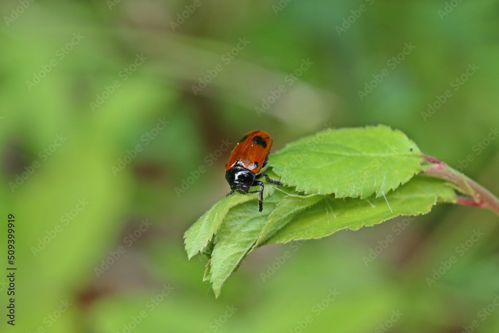 Vierpunktiger Ameisen-Sackkäfer (Clytra quadripunctata) Vierpunktiger Ameisen-Sackkäfer (Clytra quadripunctata)