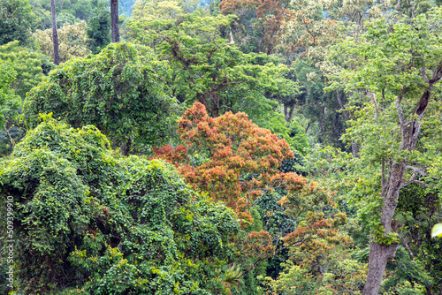 The jungle at Dong Giang district, Quang Nam province, Vietnam