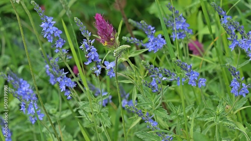 Großer Ehrenpreis (Veronica teucrium) und Acker-Wachtelweizen (Melampyrum arvense) photo