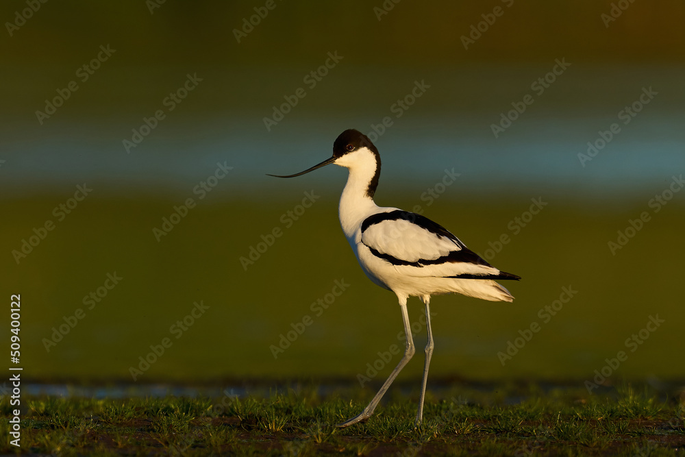Pied avocet (Recurvirostra avosetta) Pied avocet (Recurvirostra avosetta)