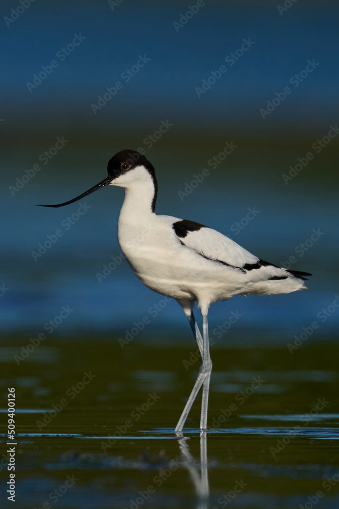 Pied avocet (Recurvirostra avosetta) Pied avocet (Recurvirostra avosetta)