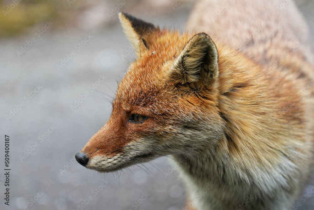 Naklejka premium キツネ