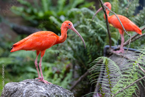 Red flamingos in natural