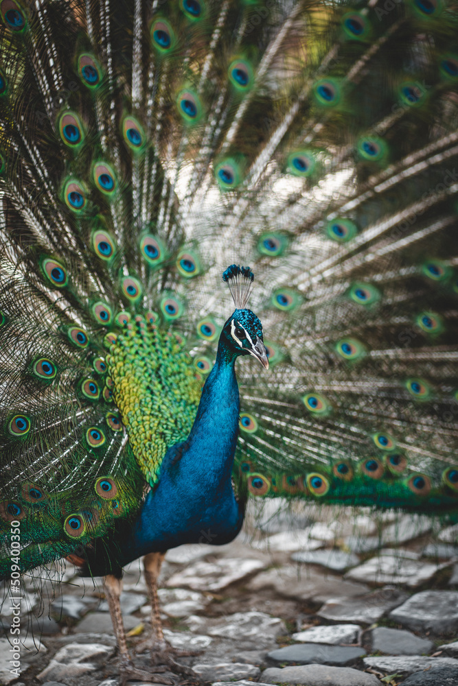 Obraz premium Tier Portrait von einem Vogelstrauß mit Federkleid 