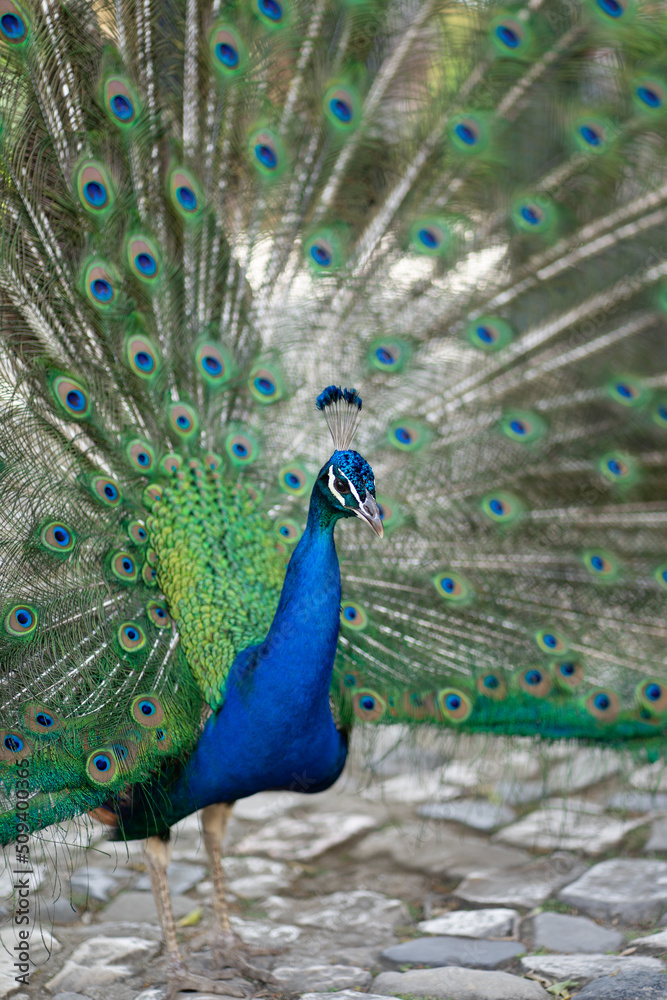 Naklejka premium Tier Portrait von einem Vogelstrauß mit Federkleid 