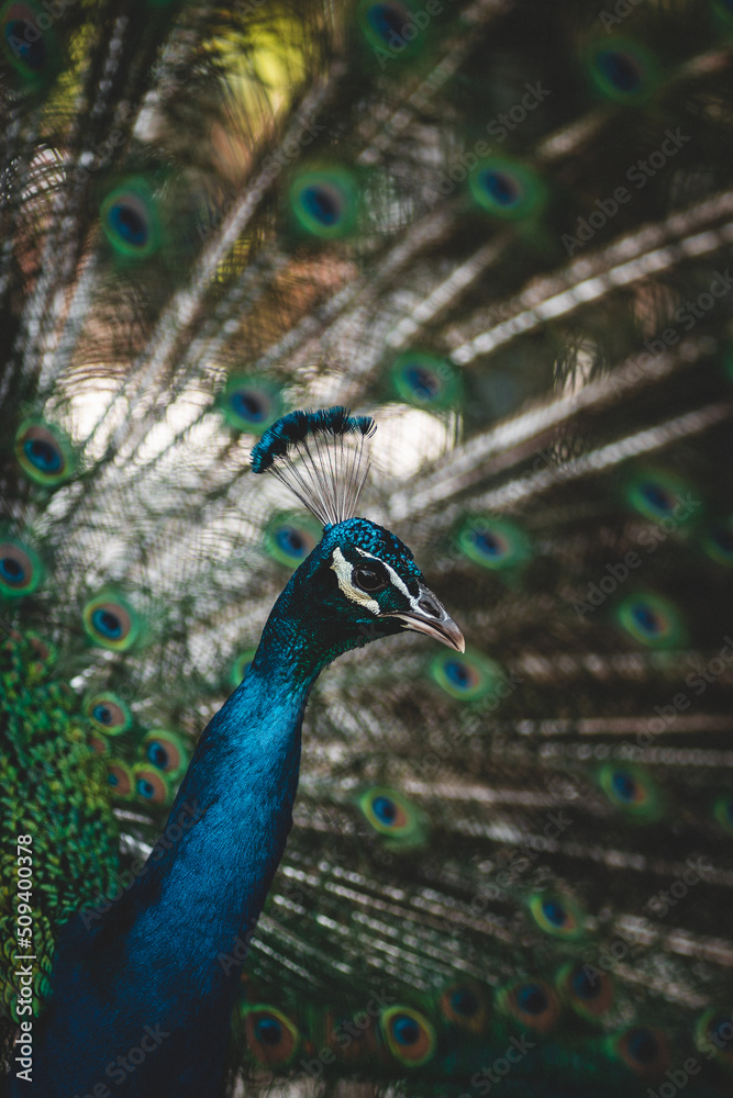 Tier Portrait von einem Vogelstrauß mit Federkleid Tier Portrait von einem Vogelstrauß mit Federkleid