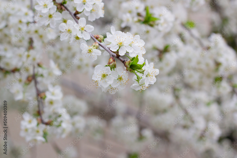 tree blossom tree blossom