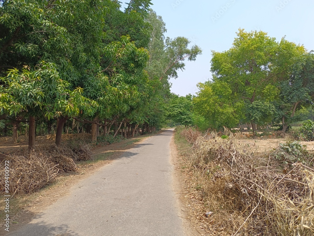 Obraz premium vineyard