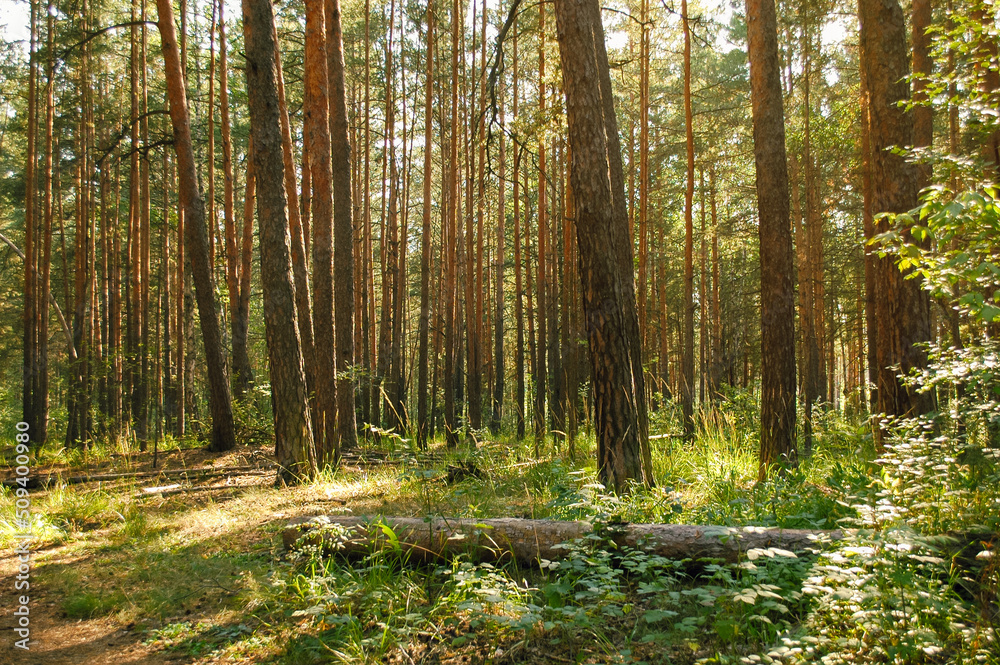 Fototapeta premium A log in the foreground and a large number of pine trees in the background are illuminated by sunlight in a coniferous forest