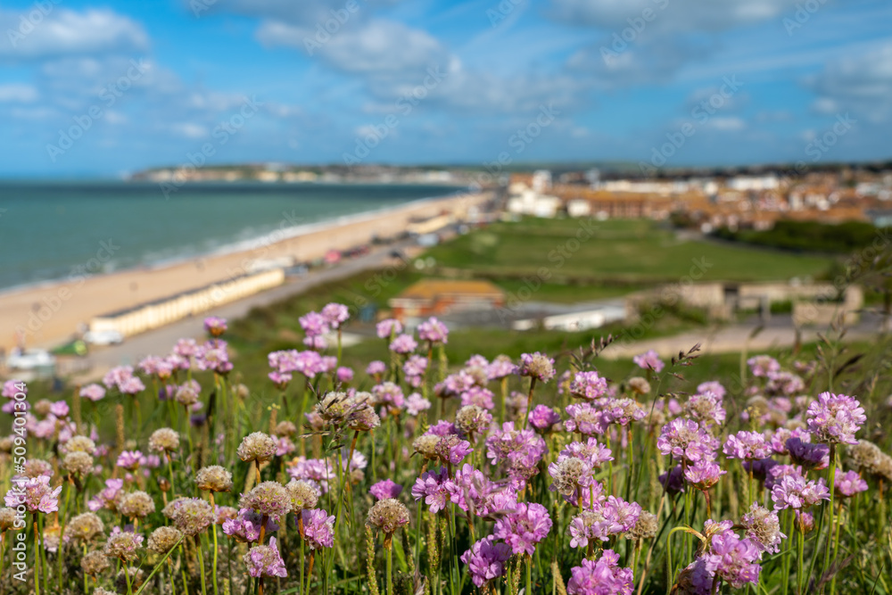 Flowers above the town and bay