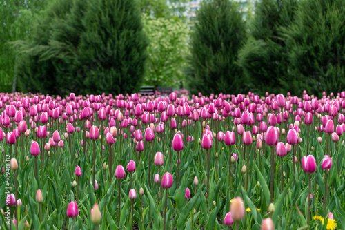 Beautiful pink tulips in a large city flower bed