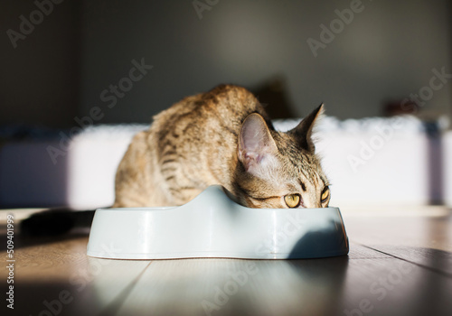 Cat at home on the floor eating food from a bowl in sunlight