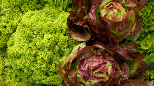 Fotografia Lettuce green curly Lollo Bionda Rossa food leaf leaves red butterhead Verona ha