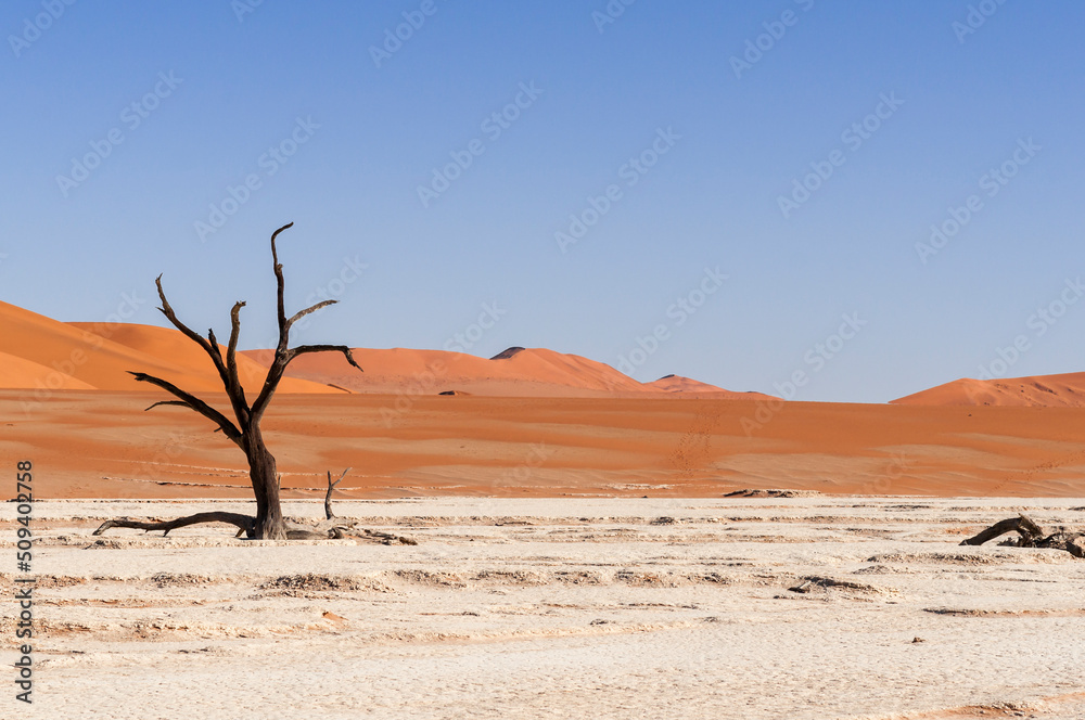Dead acacia trees and dunes in the Namib desert / Dunes and dead camel thorn trees , Vachellia erioloba, in the Namib desert, Dead Vlei, Sossusvlei, Namibia, Africa.