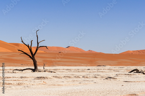 Dead acacia trees and dunes in the Namib desert / Dunes and dead camel thorn trees , Vachellia erioloba, in the Namib desert, Dead Vlei, Sossusvlei, Namibia, Africa.
