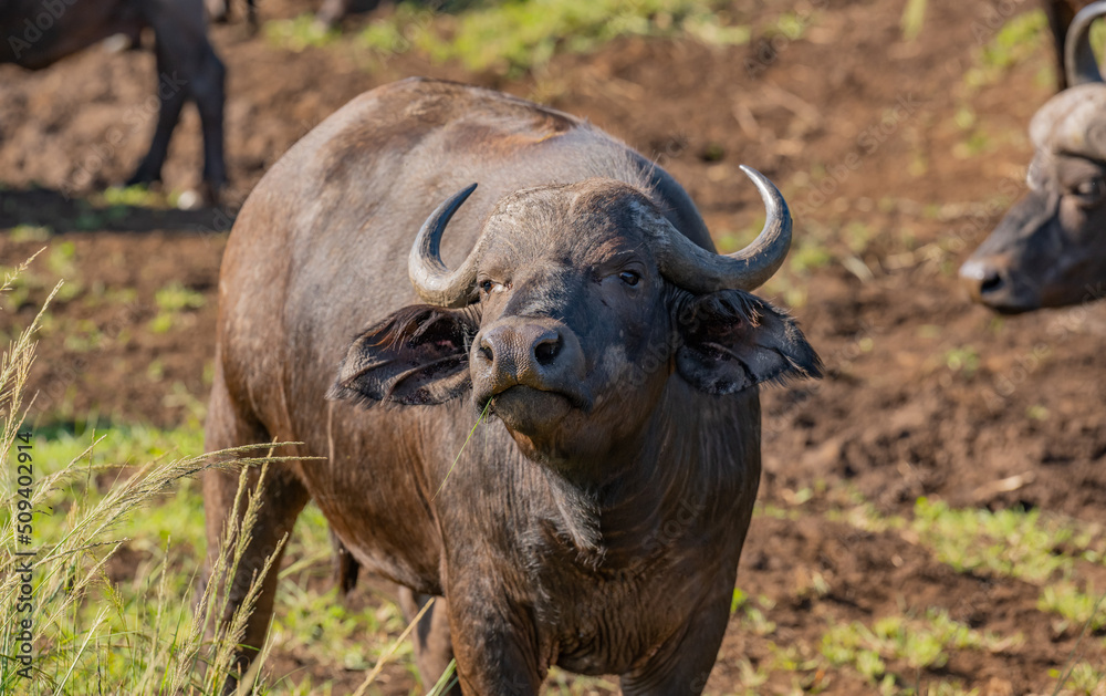 Obraz premium Kaffernbüffel im Naturreservat Hluhluwe Nationalpark Südafrika