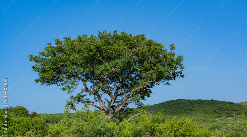 Obraz premium Naturreservat Hluhluwe Imfolozi Park Südafrika
