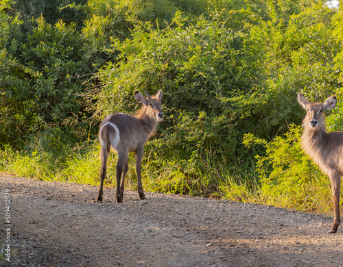 Wasserbock im Naturreservat Hluhluwe Nationalpark Südafrika photo