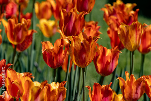 Red and Orange Tulips